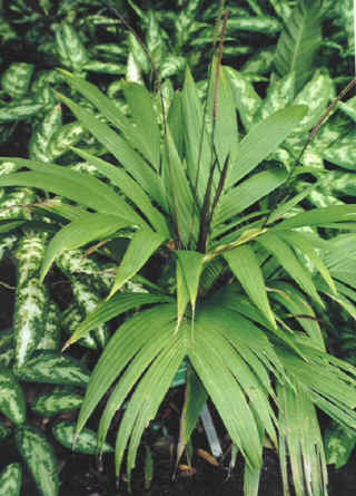 Calyptrogne ghiesbieghtiana2.jpg