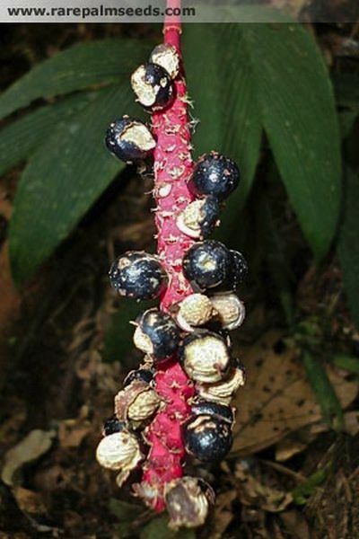 File:CalPan3.jpg