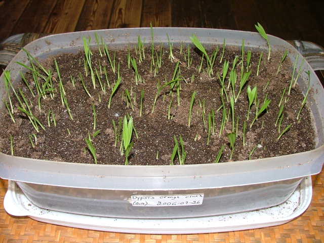 File:Germ-Tupperware.jpg