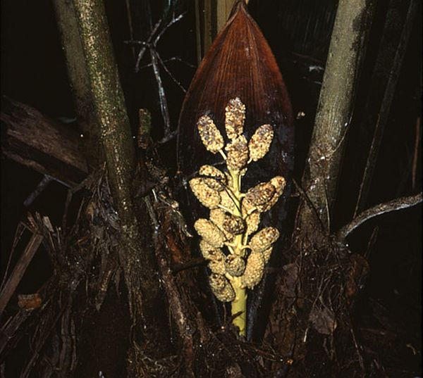 File:Ac2786193.jpg