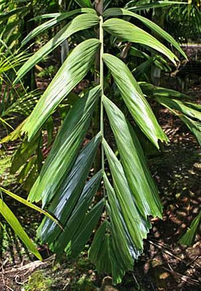 File:Balaka microcarpa leaf.jpg