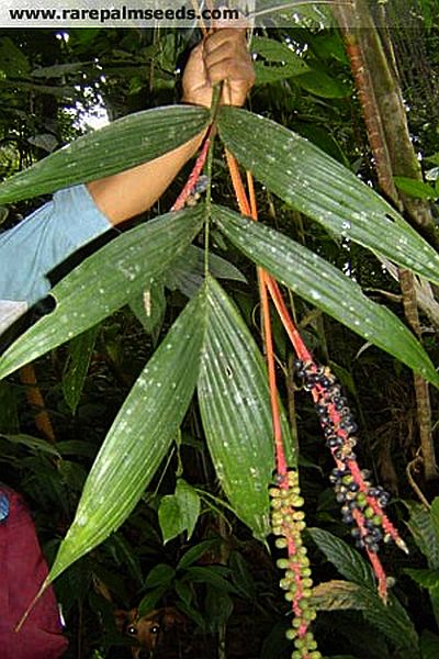 File:CalCos.jpg