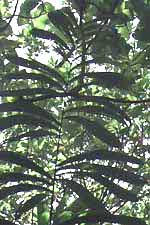 98-ACG-PI-dig CMM154.jpg