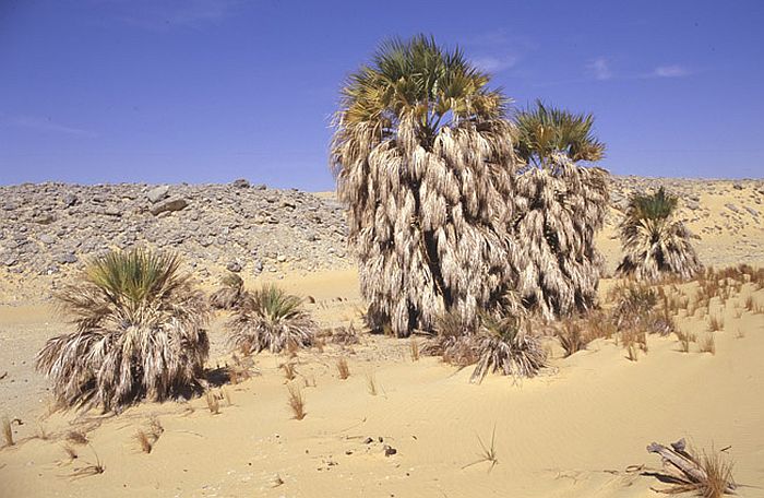 File:Ma500.jpg