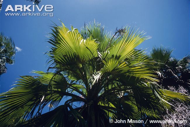 Pritchardia-kaalae-in-botanical-garden.jpg