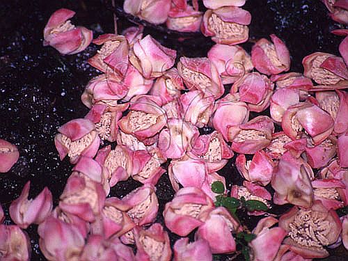 Pt5f4376.jpg