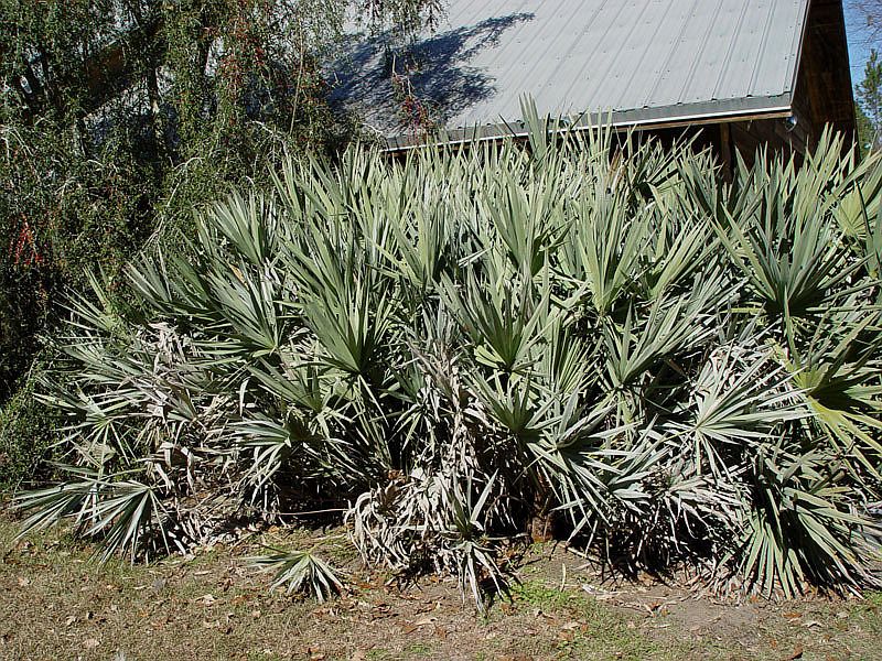 File:C91c59.jpg