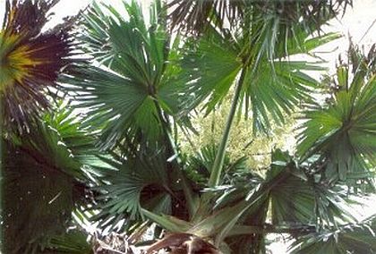 Corypha umbraculifera2z.jpg