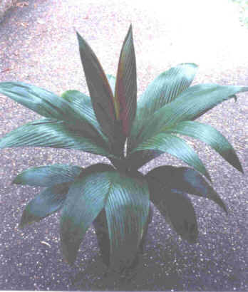 Calyptrogyne ghiesbreghtiana111.jpg