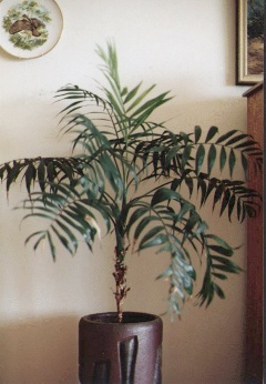 Chamaedorea elegans umhlanga.jpg