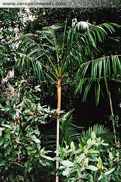 File:EutCro2.jpg
