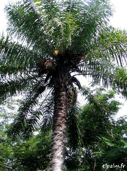File:Acro3.jpg