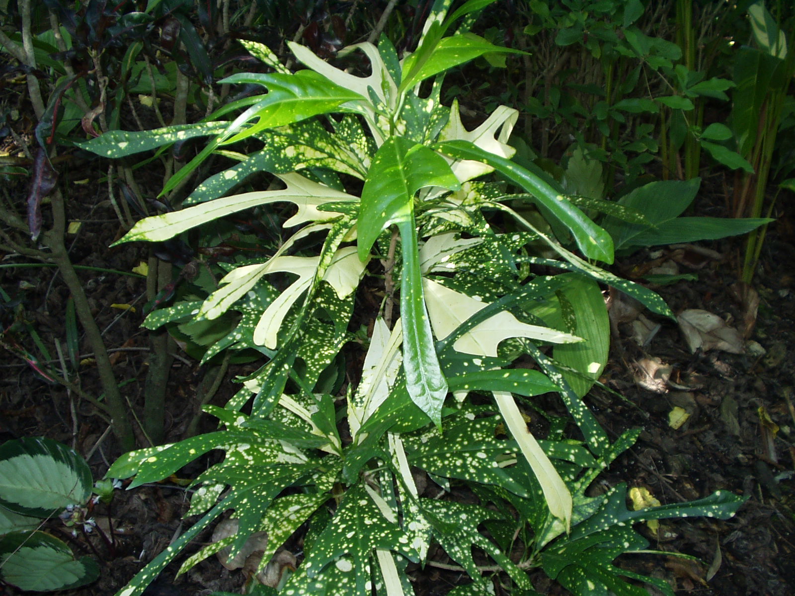Crossandra.jpg