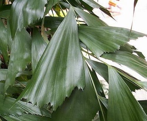 Co00154376.JPG