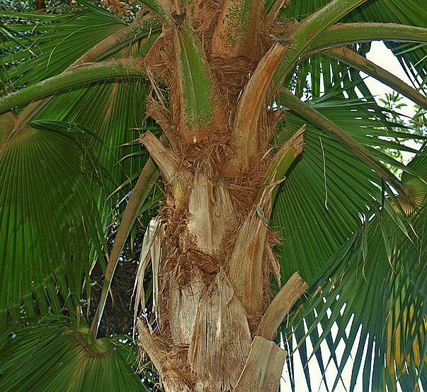 File:Prit hill stem pja.jpg