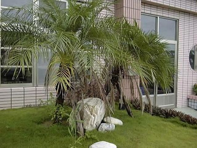 File:Plp0.jpg