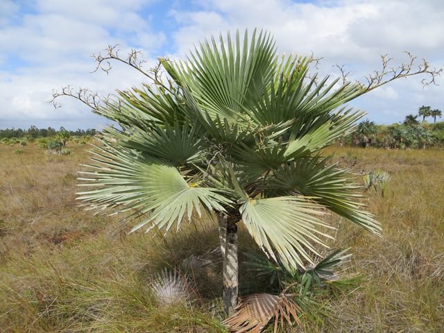 File:Shaferi1.jpg