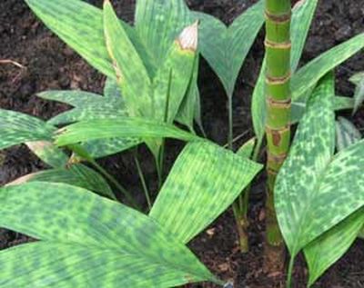 Pinangadensiflora4.jpg
