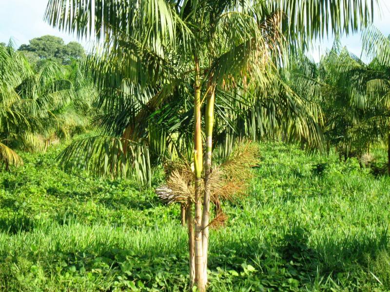 File:Acai3.jpg