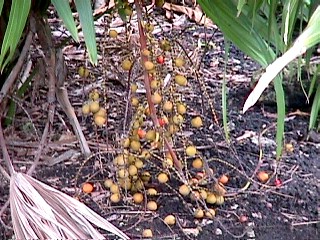 Chuniophoenix hainainensis fruit.JPG