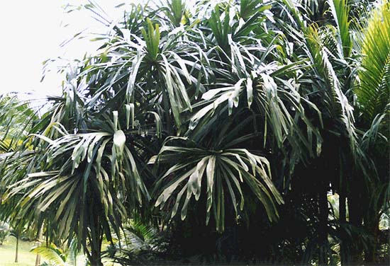 File:Machadonis.jpg