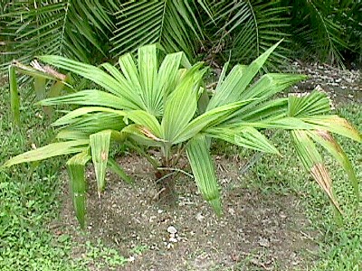 Colphothrinax cookii juv.JPG