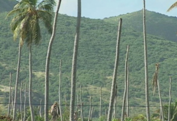 File:Dead cocos.png