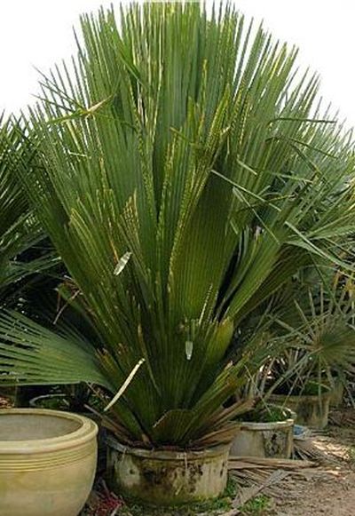 File:CopRigz.jpg