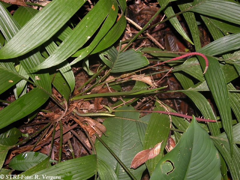 File:43752.jpg