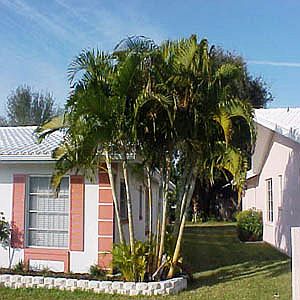 Areca.jpg