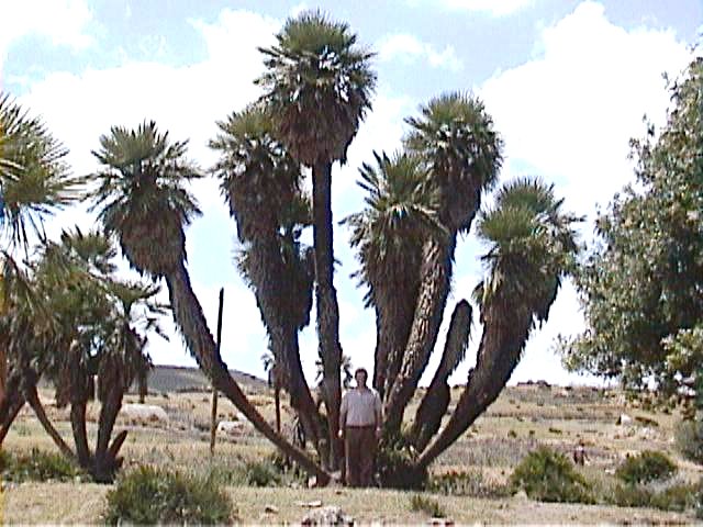 File:Humilis04.jpg