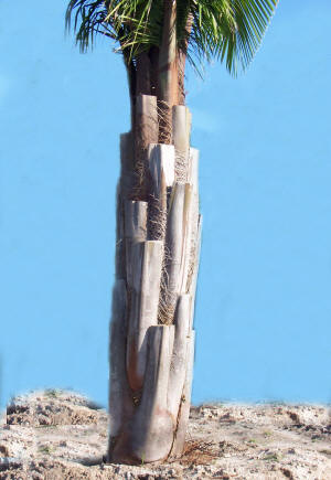 Trunk.jpg