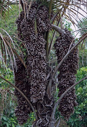 File:Raphia hookeri infructescences.jpg