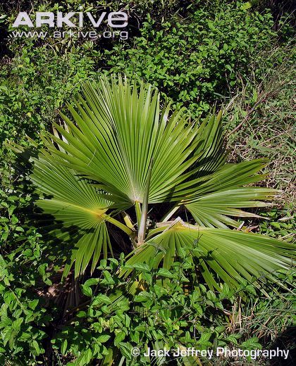 File:Pritchardia-kaalae.jpg