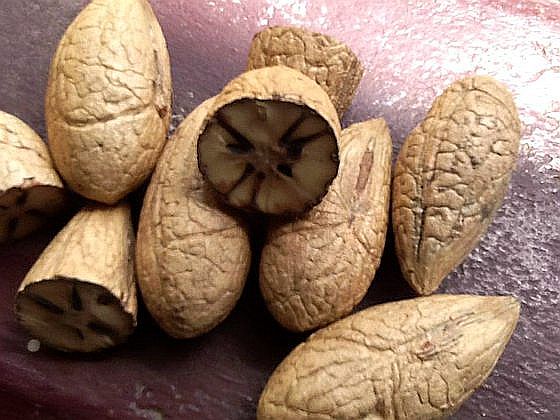 Raphia Hookeri Kernels.jpg