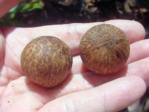 Fruit3.jpg
