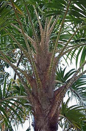 File:Pigafetta elata leafbases.jpg