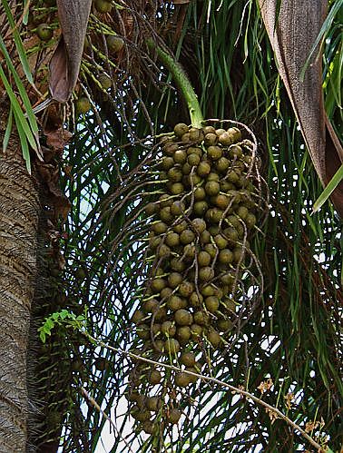 File:Acrocomia aculeata infructescence.jpg