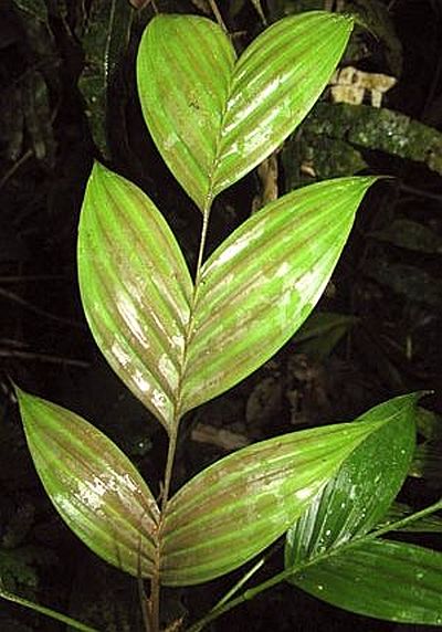 File:GeoMon2z.jpg