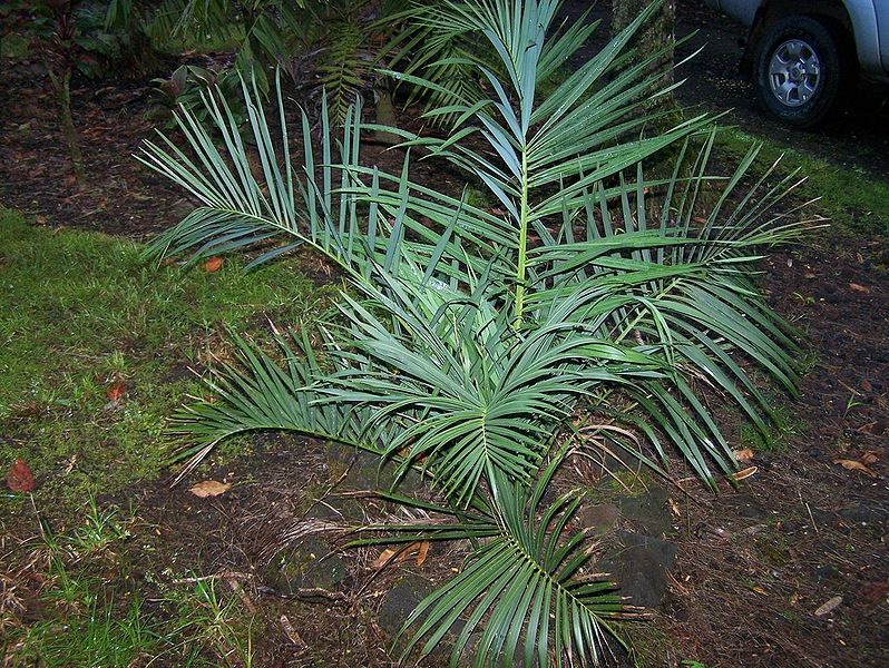 File:Ddblue4.jpg