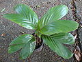 Thumbnail for version as of 09:23, 14 December 2012