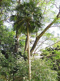 Pritchardia hillebrandii.JPG