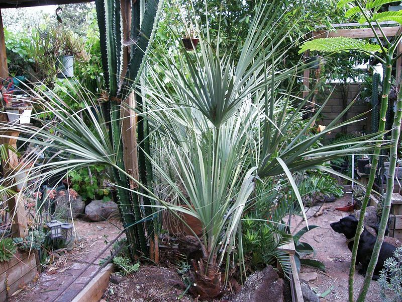 File:Livistona alfredii side shot.JPG