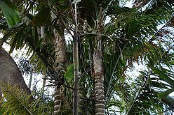 BcDSC01055 optz.jpg