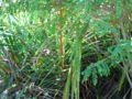 Thumbnail for version as of 08:50, 2 January 2010
