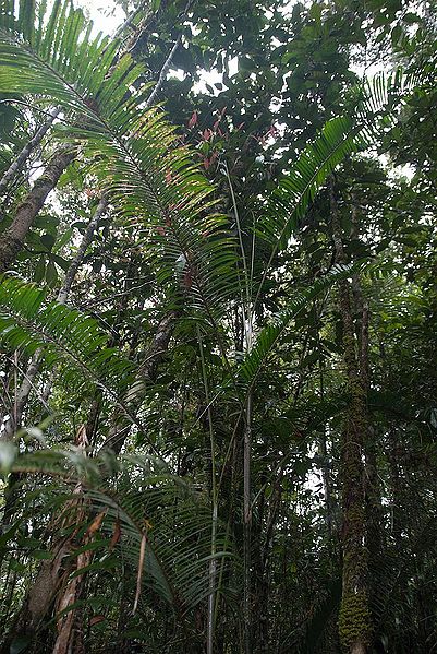 File:52247f6f6c82c.jpg