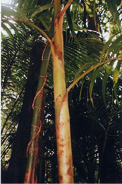 File:Resized Pinanga dicksonii..0003.JPG