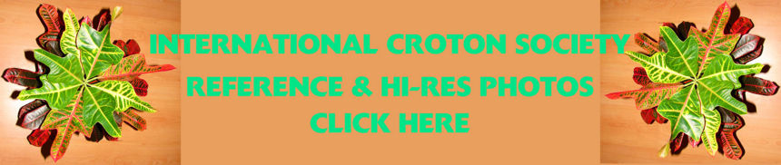 Croton1