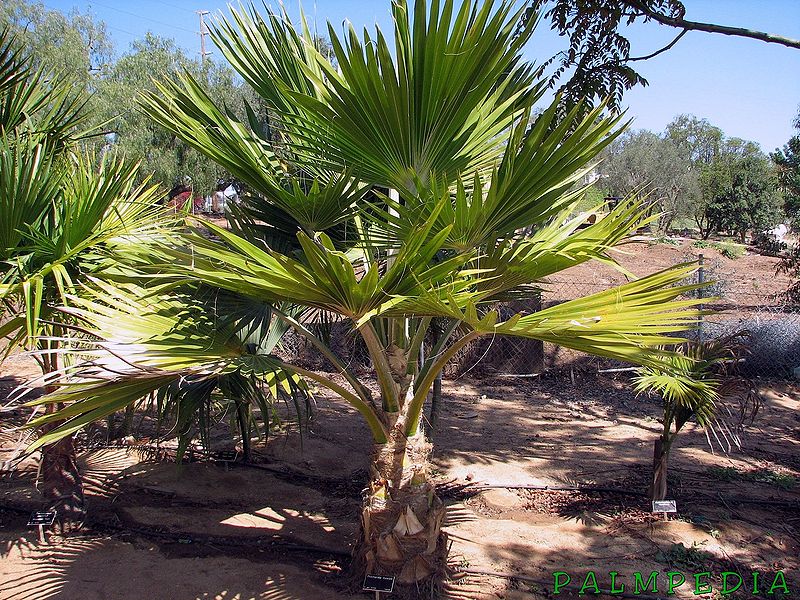 File:Pritchardia kaalae Wood.jpg