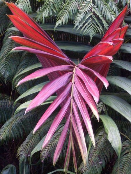 File:Example.jpg